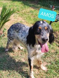 Amos(gereserveerd)